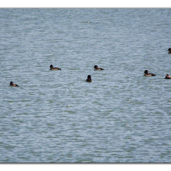 Tufted Duck: Animal in habitat Freshwater habitat in the NatureSpots App