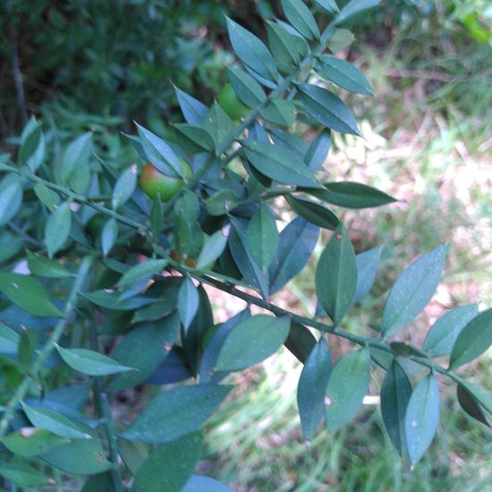 Ruscus aculeatus: Plant in habitat Mediterranean forest in the NatureSpots App