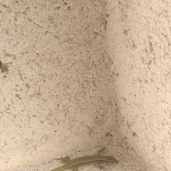 Podarcis muralis: Animal in habitat Backyard in the NatureSpots App