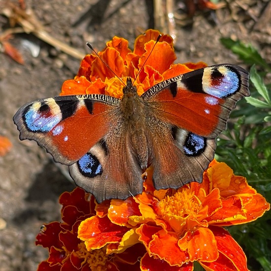 Aglais io: Animal in nature in the NatureSpots App
