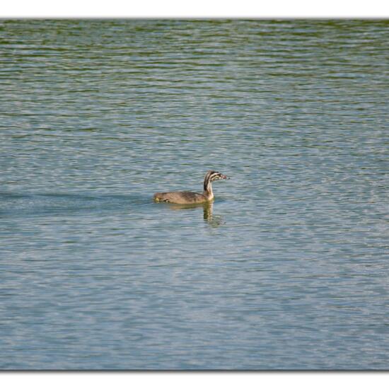 Great crested grebe: Animal in habitat Freshwater habitat in the NatureSpots App