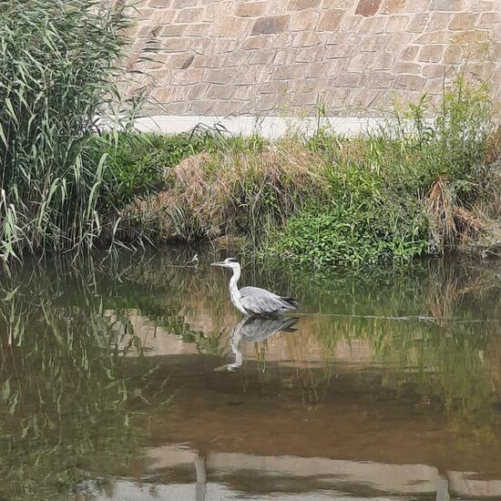 Grey Heron: Animal in habitat River in the NatureSpots App