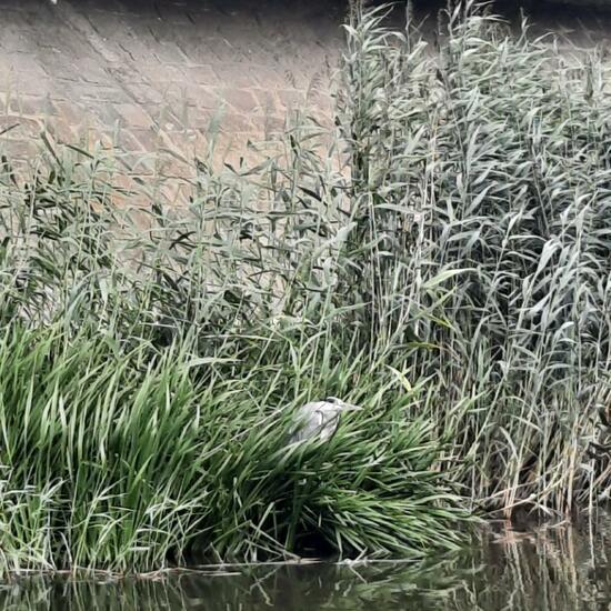 Grey Heron: Animal in habitat River in the NatureSpots App