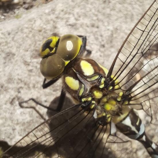 Southern Hawker: Animal in nature in the NatureSpots App