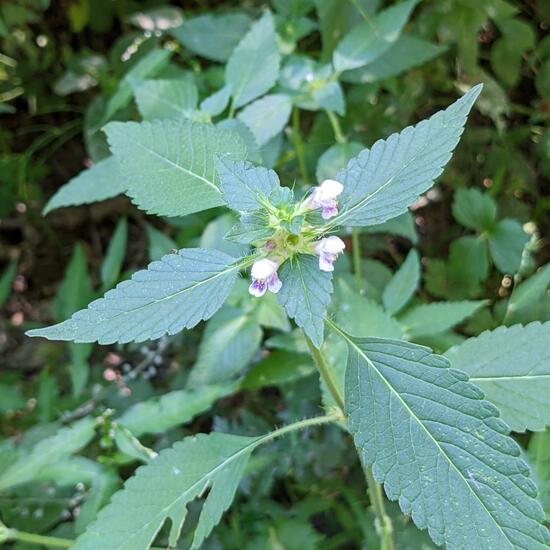 Common hemp-nettle: Plant in habitat Temperate forest in the NatureSpots App