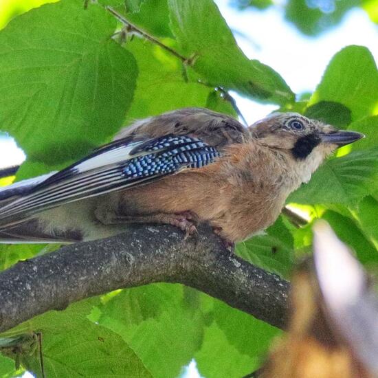 Eurasian Jay: Animal in nature in the NatureSpots App