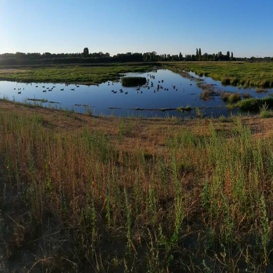 Landschaft: Süßwasser im Habitat Anderes Süsswasserhabitat in der NatureSpots App