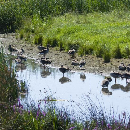 Graugans: Tier in der Natur in der NatureSpots App