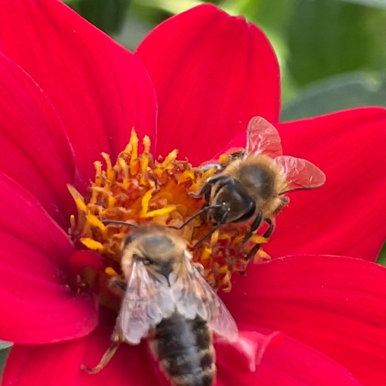 Westliche Honigbiene: Tier im Habitat Garten in der NatureSpots App