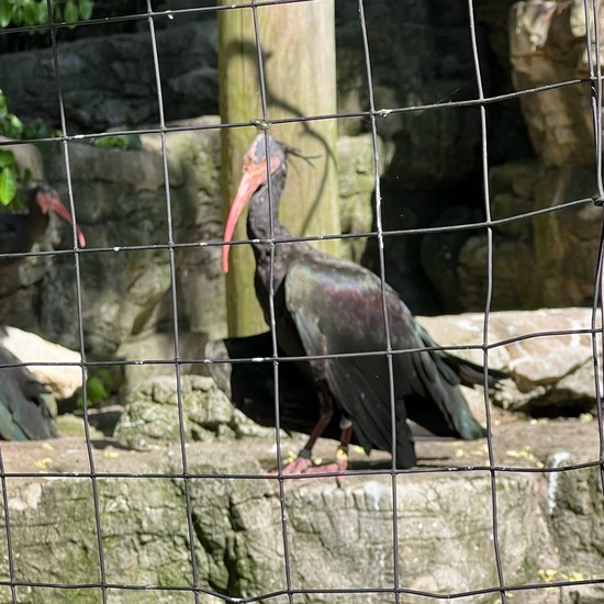 Northern Bald Ibis: Animal in nature in the NatureSpots App