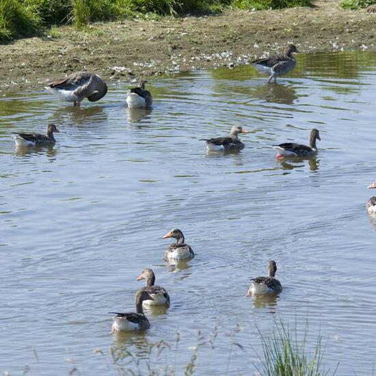 Graugans: Tier in der Natur in der NatureSpots App