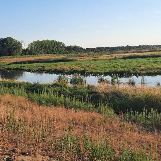 Landschaft: Süßwasser im Habitat Anderes Süsswasserhabitat in der NatureSpots App