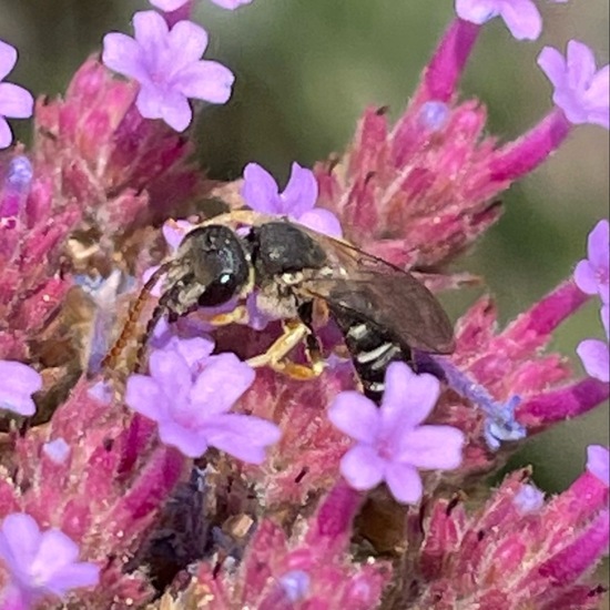 Halictus quadricinctus: Tier im Habitat Garten in der NatureSpots App