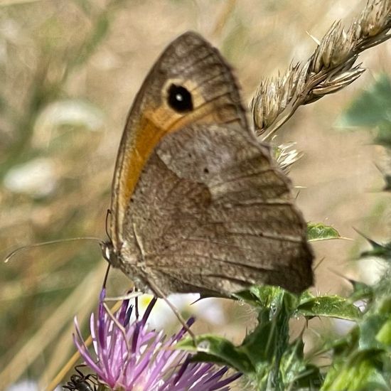 Großes Ochsenauge: Tier im Habitat Garten in der NatureSpots App