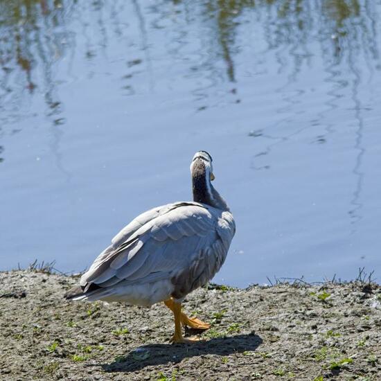 Streifengans: Tier in der Natur in der NatureSpots App