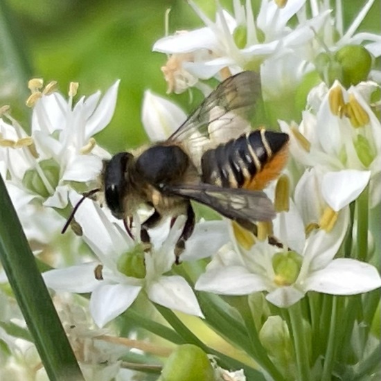 Megachile centuncularis: Animal in nature in the NatureSpots App