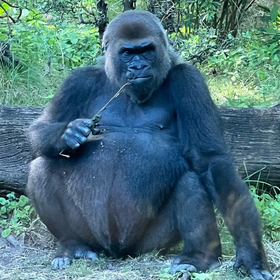 Gorilla: Animal in habitat Zoo in the NatureSpots App