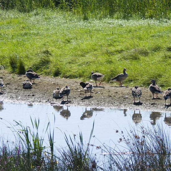 Graugans: Tier in der Natur in der NatureSpots App