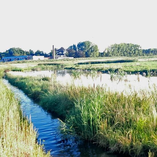 Landschaft: Süßwasser im Habitat Anderes Süsswasserhabitat in der NatureSpots App