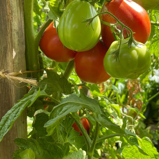 Tomaten: Pflanze im Habitat Garten in der NatureSpots App