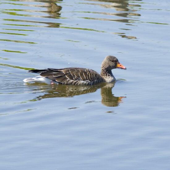 Graugans: Tier in der Natur in der NatureSpots App