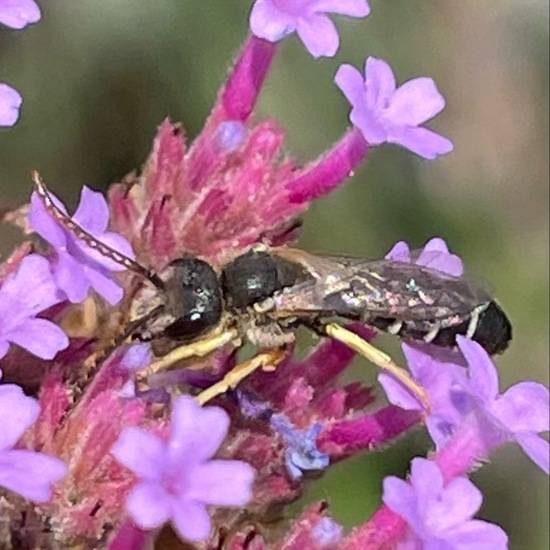 Halictus quadricinctus: Tier im Habitat Garten in der NatureSpots App