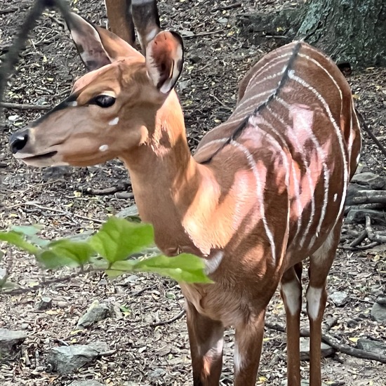 Nyala: Animal in nature in the NatureSpots App