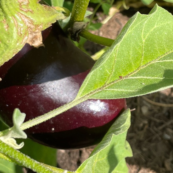 Aubergine: Pflanze im Habitat Garten in der NatureSpots App