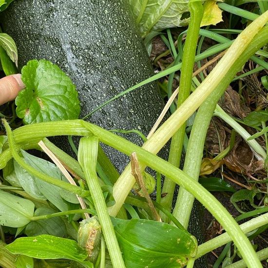 Cucurbita pepo subsp. pepo: Plant in habitat Garden in the NatureSpots App