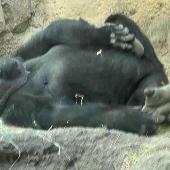 Goriella: Animal in habitat Zoo in the NatureSpots App