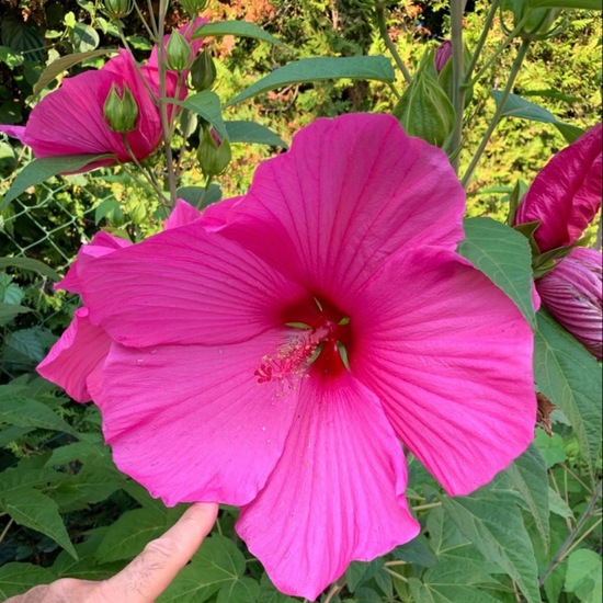 Hibiscus moscheutos: Plant in habitat Garden in the NatureSpots App