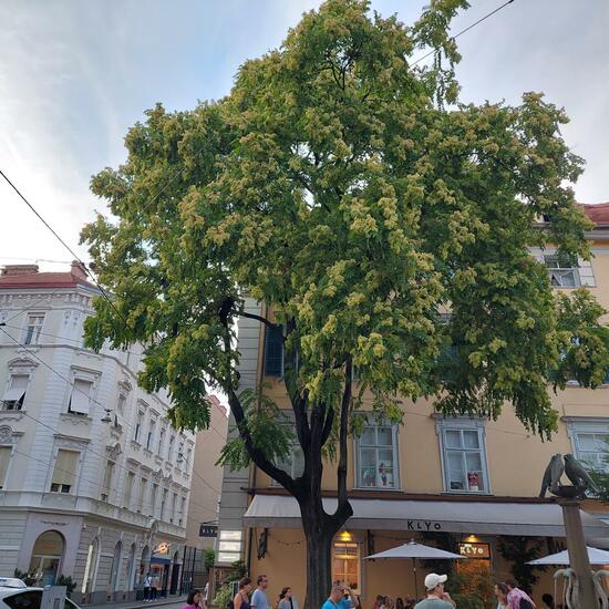 Ailanthus altissima: Plant in habitat City and Urban in the NatureSpots App