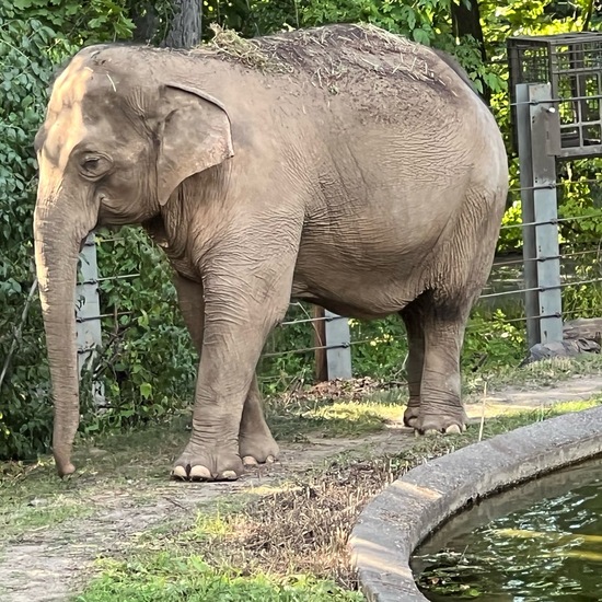 African elephant: Animal in habitat Zoo in the NatureSpots App
