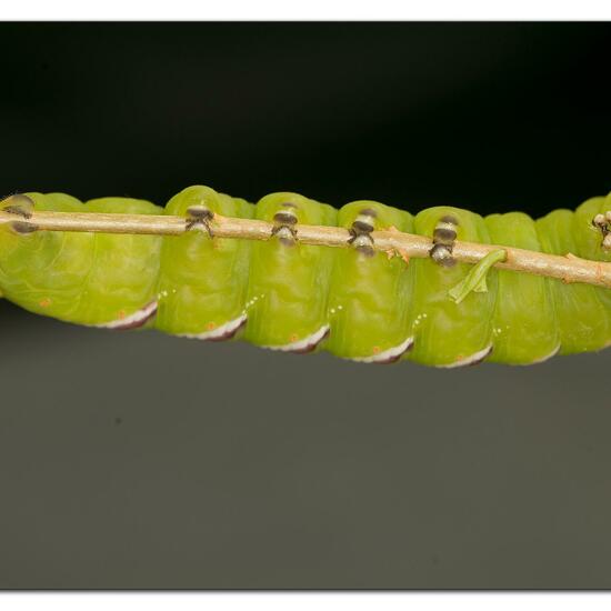 Ligusterschwärmer: Tier im Habitat Garten in der NatureSpots App