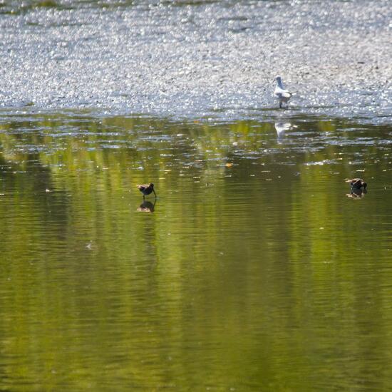 Landschaft: Anderes Habitat in der NatureSpots App