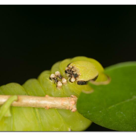 Ligusterschwärmer: Tier im Habitat Garten in der NatureSpots App