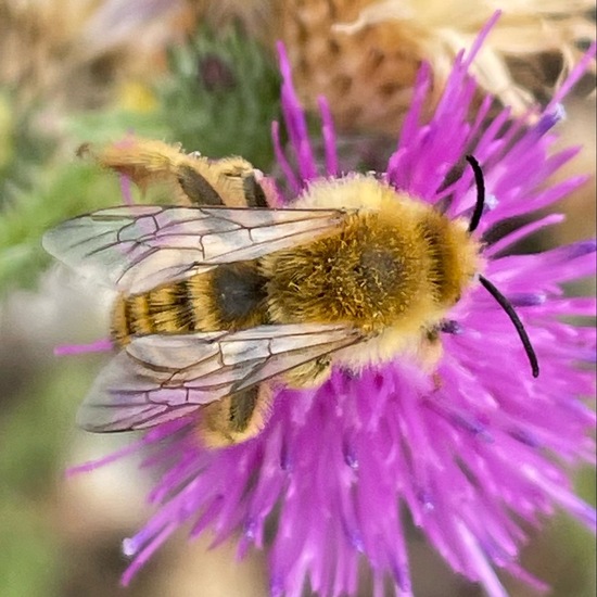 Hosenbiene: Tier im Habitat Garten in der NatureSpots App