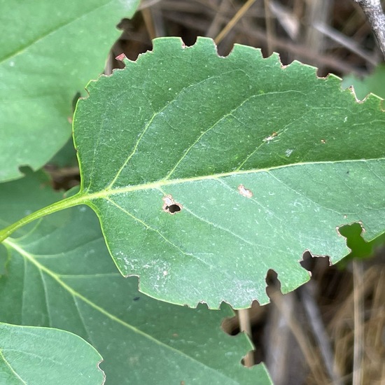 Syringa: Plant in habitat Garden in the NatureSpots App