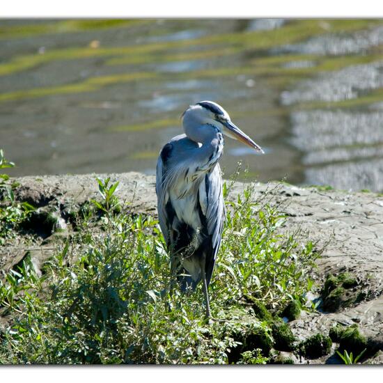 Graureiher: Tier im Habitat Fluss in der NatureSpots App