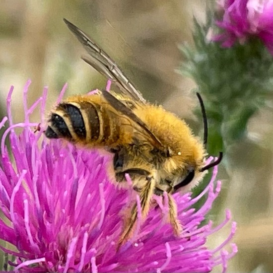 Hosenbiene: Tier im Habitat Garten in der NatureSpots App