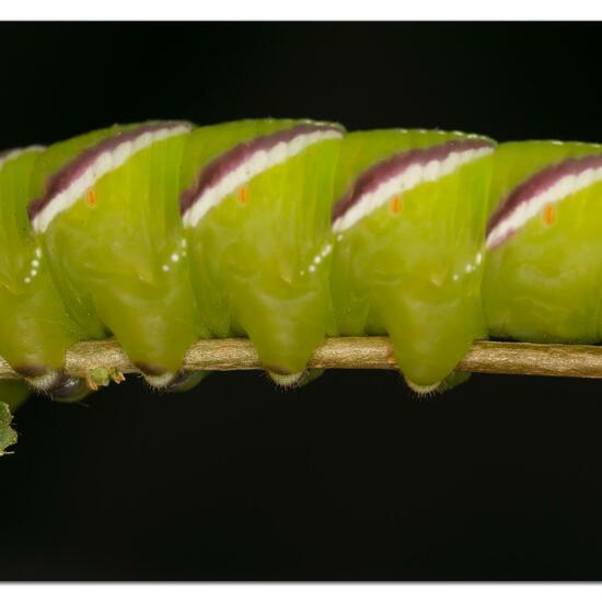 Ligusterschwärmer: Tier im Habitat Garten in der NatureSpots App