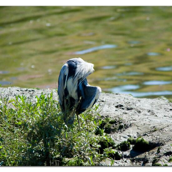 Graureiher: Tier im Habitat Fluss in der NatureSpots App