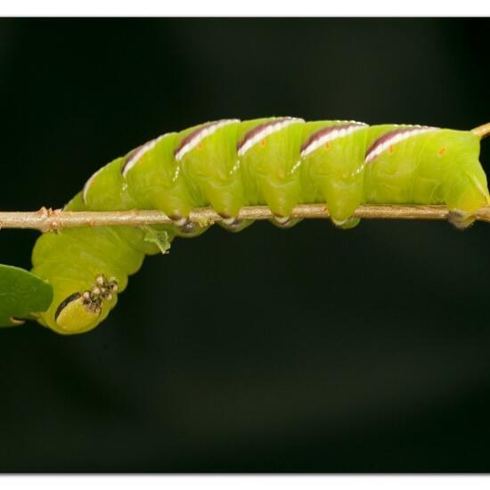 Ligusterschwärmer: Tier im Habitat Garten in der NatureSpots App