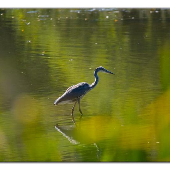 Graureiher: Tier im Habitat Teich in der NatureSpots App