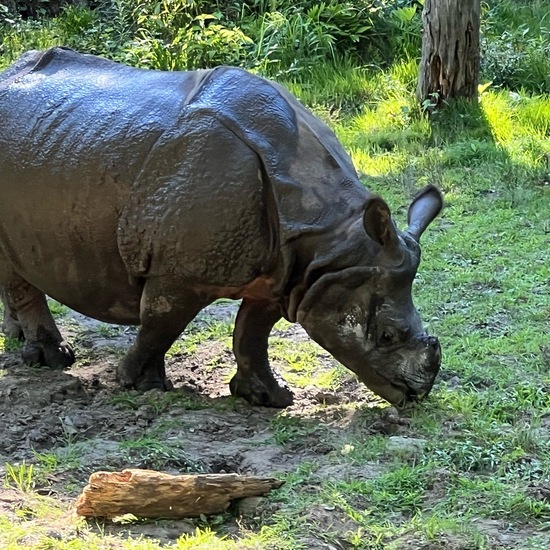 South-central black rhinoceros: Animal in habitat Zoo in the NatureSpots App