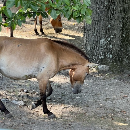 Equus ferus przewalskii: Animal in habitat Zoo in the NatureSpots App