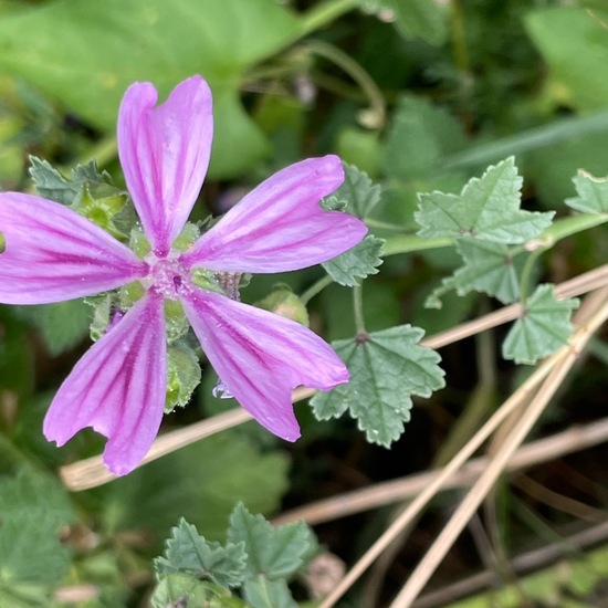 Wilde Malve: Pflanze im Habitat Garten in der NatureSpots App