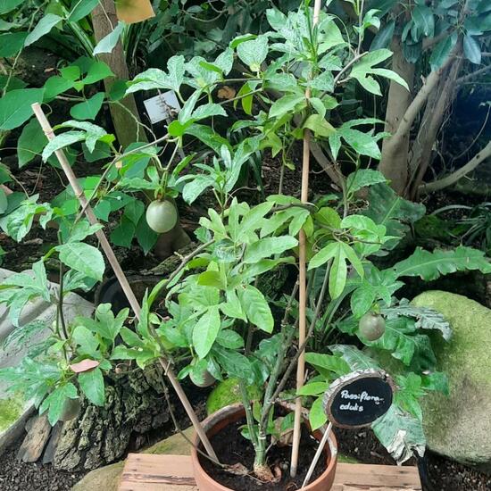 Passiflora edulis: Plant in nature in the NatureSpots App