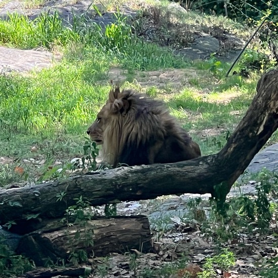 Lion: Animal in habitat Zoo in the NatureSpots App