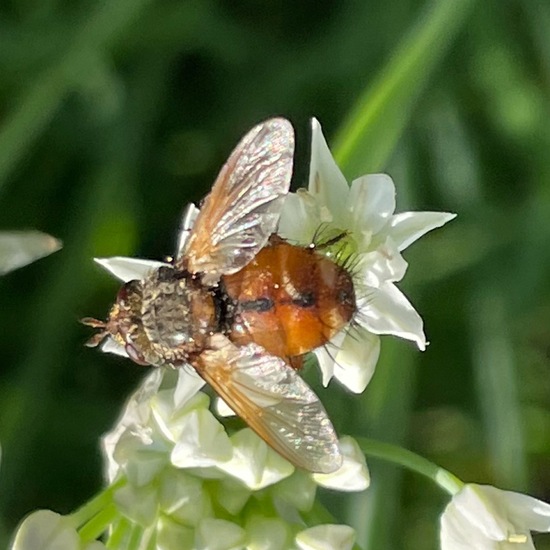 Raupenfliegen: Tier im Habitat Garten in der NatureSpots App